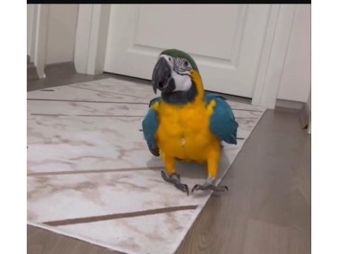 Full evcil konuşan ara macaw