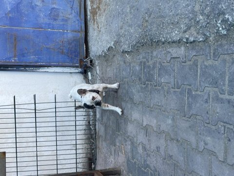 Fransız buldog dişi