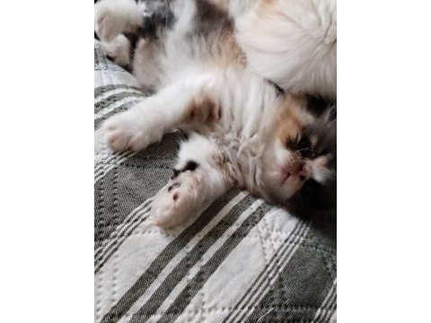 Minik chinchilla kızımıza yeni yuva