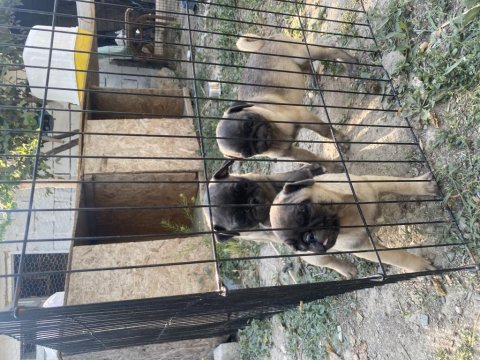 Son 3 dişi pug mops bebekler