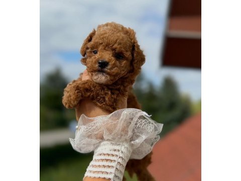 Maltipoo  yavrularımız 