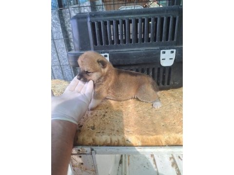 Akita inu yavru 3 aylık yavru köpekler