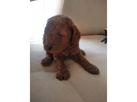 Toy poodle son yavrular