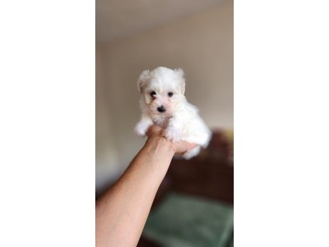 Dünya güzeli maltese yavrularım