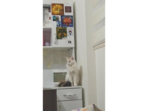 2 yaşında tekir ev kedisi