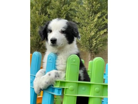 Border collie yavruları aşıları tam