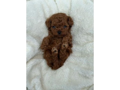 Mutluluk sebebi toy poodle bebeklerim