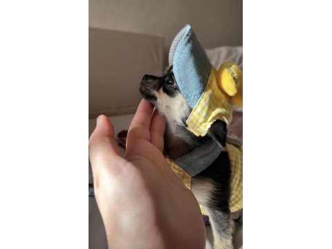 Son 1 yavru chihuahua