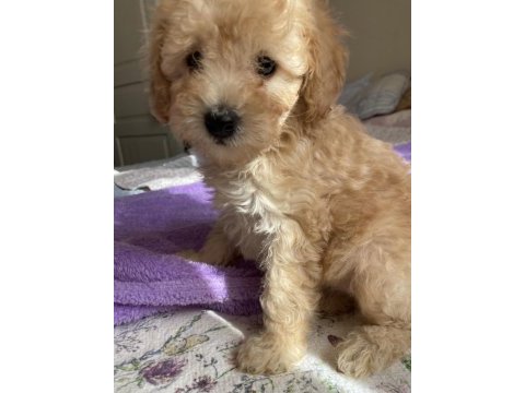 Sevgiyle büyüyen poodle yavruları – ev doğumlu