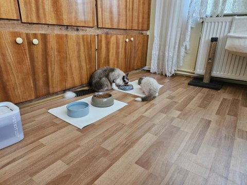 Dünyalar güzeli ragdoll bicolor seal yavrular