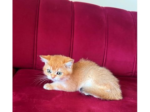 Safkan british shorthair golden erkek yavru