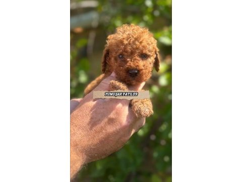 Toy poodle köpeği