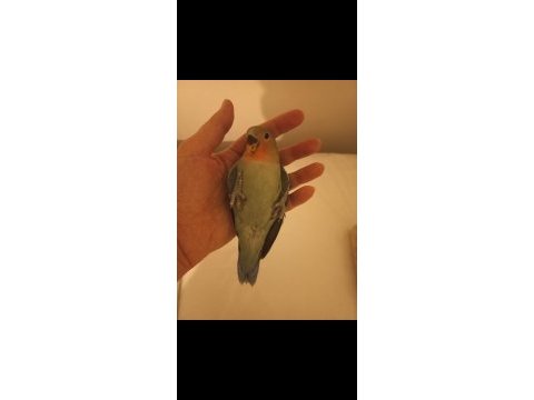 Sevimli evcil sevda papağanı yavrusu