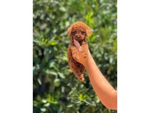 Poodle pati ver sizler için burada