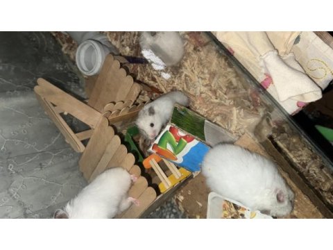 Dişi hamster