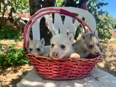 Husky yavrularımız ırk garantilidir