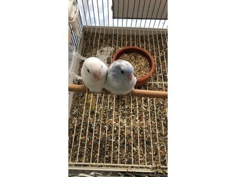 Büyümekte olan kuşlar yeni yuvasını arıyor