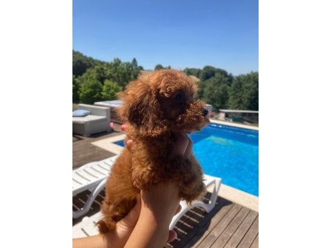 2 aylık dişi ve erkek red toy poodle yavru karma aşılı