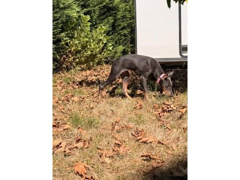 Blue dişi doberman