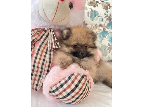 Pomeranian boo ile spitz kırma yavrular 2,5 aylık