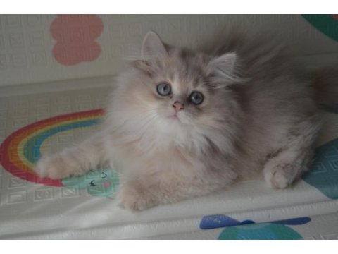 Safkan british longhair yavrular