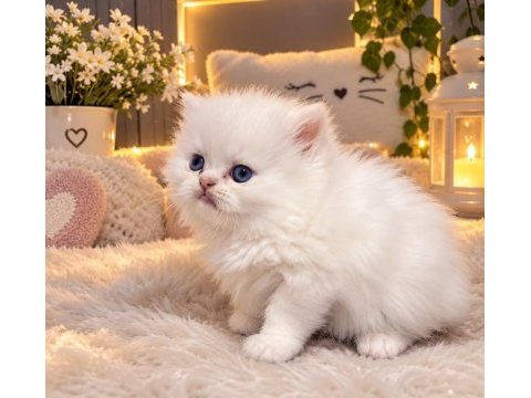 Irk garantili 2 erkek british blue point longhair