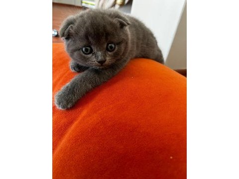 Scottish fold kedisi