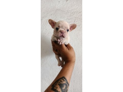 Egzotik french bulldog bebekler