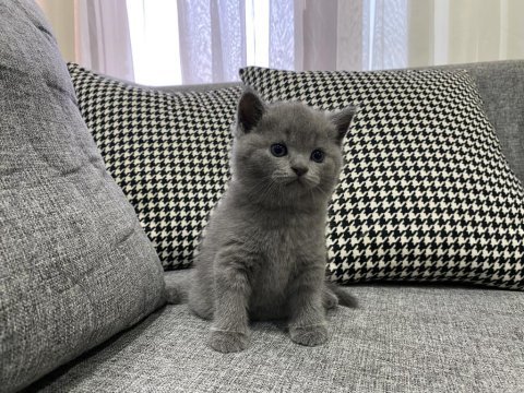 1 erkek ve 1 dişi british shorthair