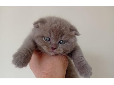 Mükemmel lilac scottish fold yavrumuz