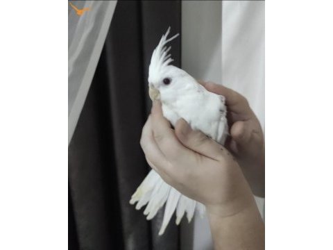 Sultan papağanı albino kırmızı göz