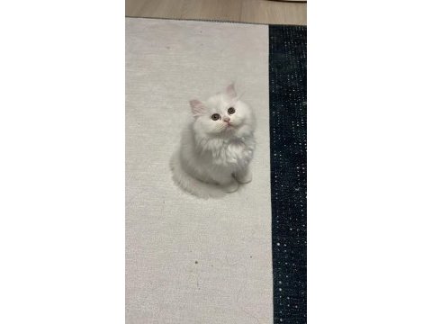 Ayı yavrusu pofuduk safkan chinchilla en kaliteli uyguna