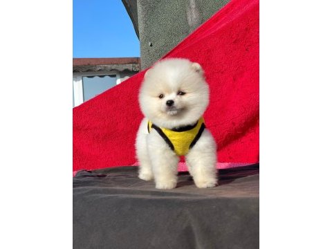 Ankaranın en güzel pomeranian bebekleri