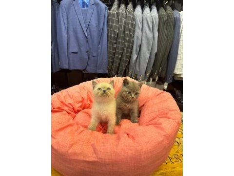 Irk sağlık garantili british shorthair yavrularımız