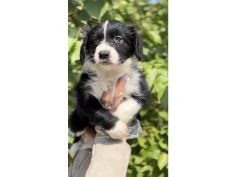 Sevimli ırk garantili border collie yavrular