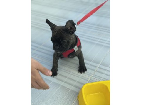 4 aylık erkek french bulldog