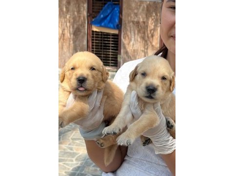 Golden çok sevimli yavrular ruhsatlı çiftlik