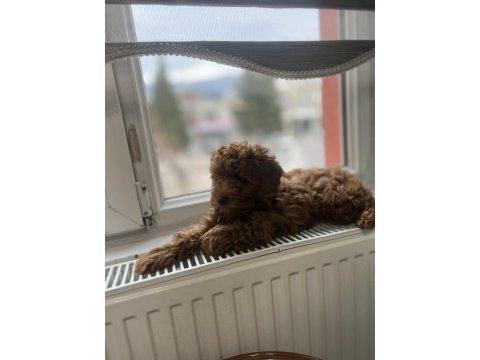 Toy poodle köpeğimiz