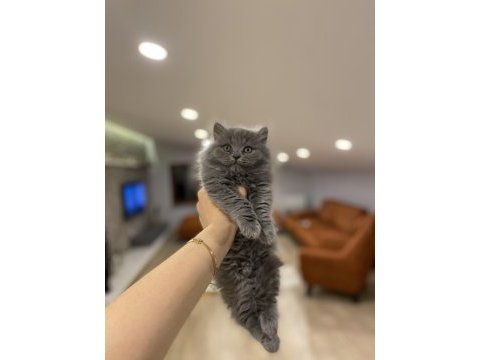 Orjinal british longhair yavrularım