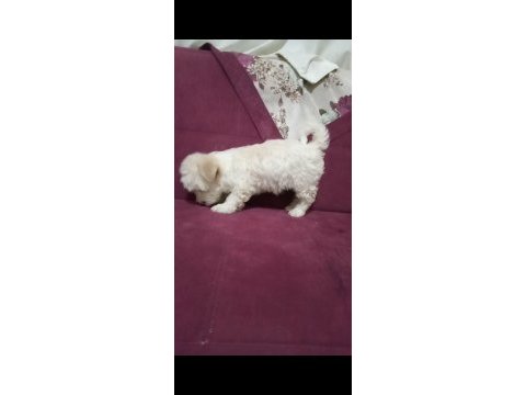 Dişi a kalite maltipoo