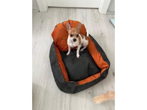 5 aylık chihuahua