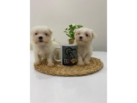 Muhteşem teacup maltese bebekler