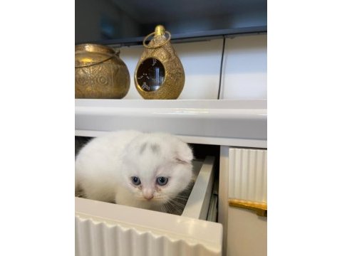 British shorthair ve scottish yavrularımız