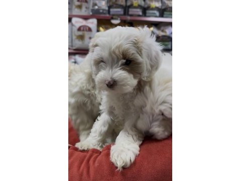 Maltipoo yavrularımız