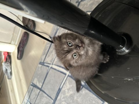 Tek doğan dişi scottish fold yavrum sahiplendirmek istiyorum