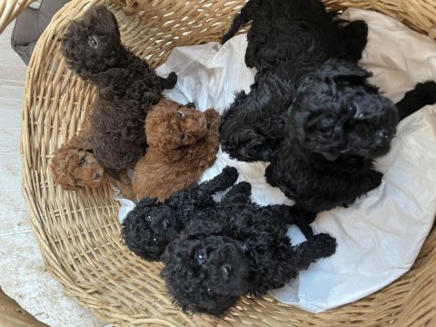 Kore kan siyah toy poodle bebekler