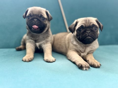Erkek pug yavrularımız kalite asla tesadüf değildir