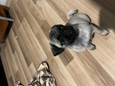 Pug yavrumuz yeni ev arıyor