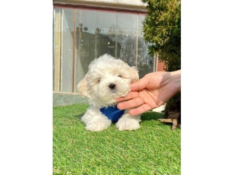 Bal tadında maltese terrier yavruları