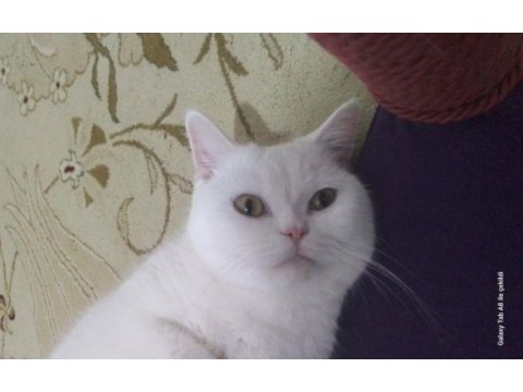 Baba adayı arıyorum british shorthair